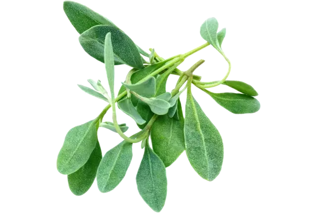 Gewone zoutmelde topjes 75gr kist 18 stuks
